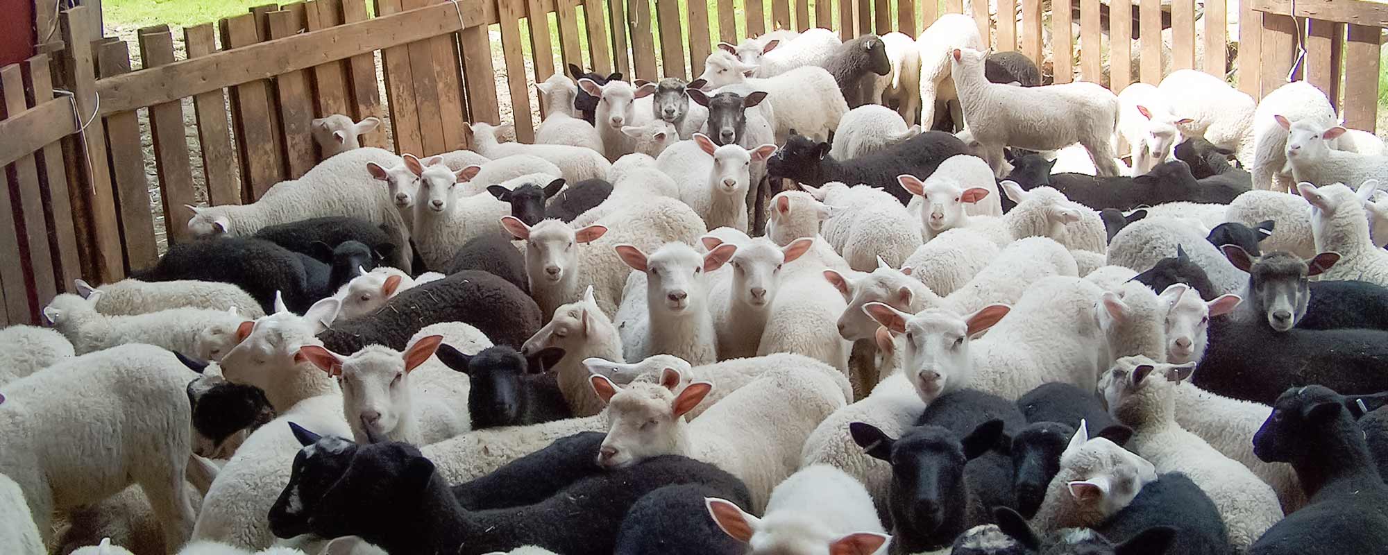 Perinnetila Isäntärenki